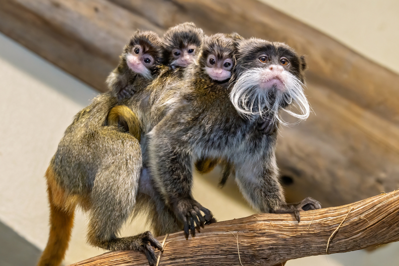 Skydive Midwest Travel Guide - Racine Country Zoo